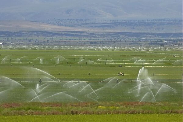 Irrigating crop in field with automated system, farmland in fertile valley, Klamath Falls area, Oregon, U. S. A