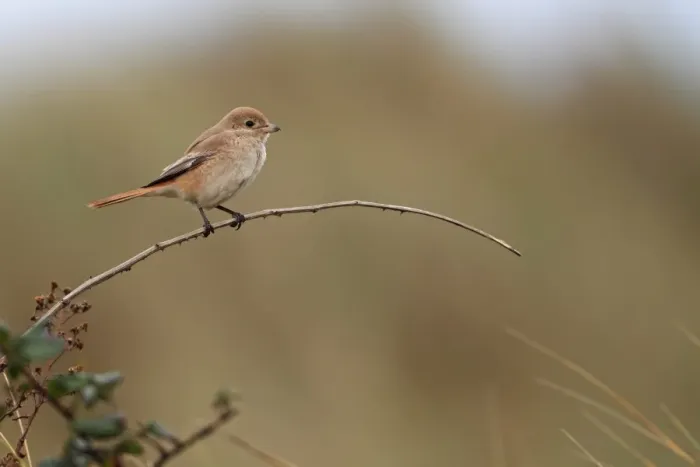 Framed Print : Isabelline Shrike (Lanius isabellinus) immature, perched on stem, Horsey, Norfolk, England, october