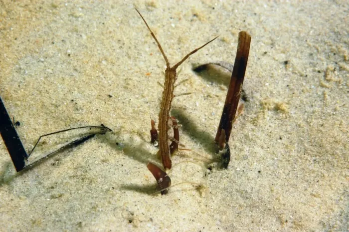 Framed Print : Isopod (Idotea linearis) adult, amongst eelgrass on sandy seabed, Studland Bay, Isle of Purbeck, Dorset, England