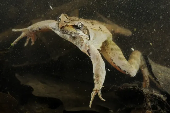 Framed Print : Italian Agile Frog (Rana latastei) adult, swimming underwater in pond, Po Plain, Italy, april Framed Print : Italian Agile Frog (Rana latastei) adult, swimming underwater in pond, Po Plain, Italy, april