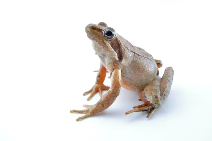 Framed Print : Italian Agile Frog (Rana latastei) adult female, sitting Framed Print : Italian Agile Frog (Rana latastei) adult female, sitting
