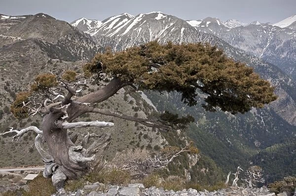 Italian Cypress (Cupressus sempervirens forma horizontalis) native ancient tree, habit, growing in mountain habitat