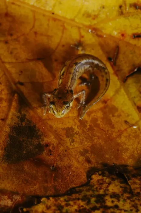 Framed Print : Italian Newt (Triturus italicus) young, standing on wet leaf litter, Italy, september