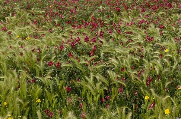 Italian Sainfoin (Hedysarum coronarium) flowering mass, growing in field as relic of former fodder crop, Sardinia