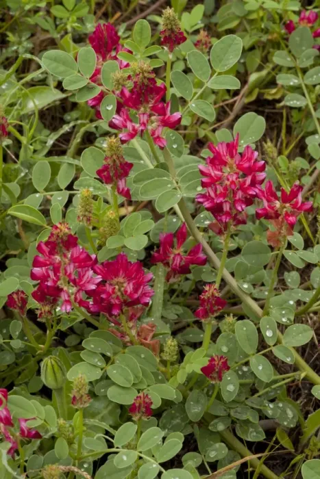 Framed Print : Italian Sainfoin (Hedysarum coronarium) flowering, legume cultivated for fodder, Italy, april Framed Print : Italian Sainfoin (Hedysarum coronarium) flowering, legume cultivated for fodder, Italy, april