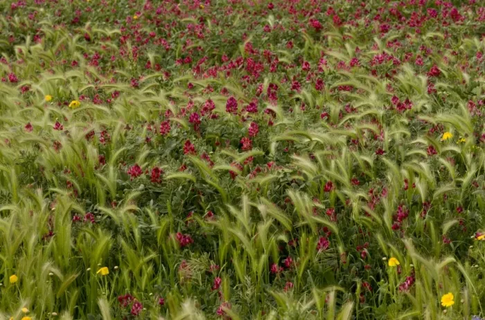 Framed Print : Italian Sainfoin (Hedysarum coronarium) flowering mass, growing in field as relic of former fodder crop, Sardinia Framed Print : Italian Sainfoin (Hedysarum coronarium) flowering mass, growing in field as relic of former fodder crop, Sardinia