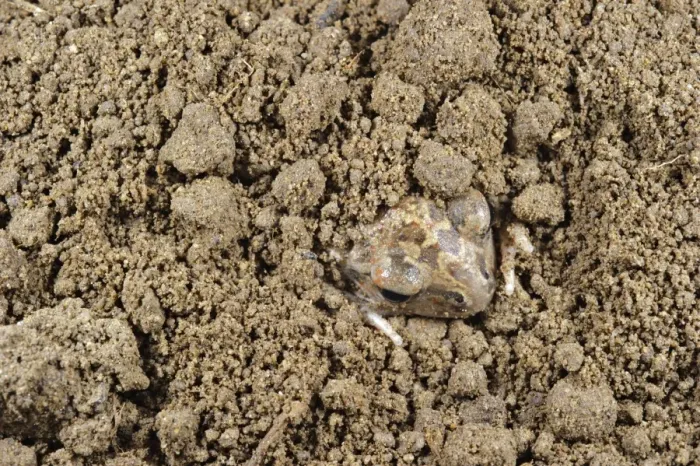 Framed Print : Italian Spadefoot (Pelobates fuscus insubricus) young, digging in loose sandy soil, Cascina Bellezza, Turin, Piedmont, Italy Framed Print : Italian Spadefoot (Pelobates fuscus insubricus) young, digging in loose sandy soil, Cascina Bellezza, Turin, Piedmont, Italy