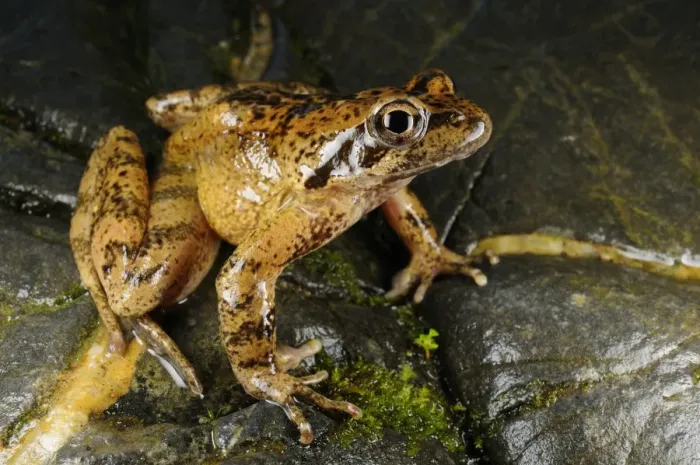 Framed Print : Italian Stream Frog (Rana italica) adult, sitting on rock, Italy, july Framed Print : Italian Stream Frog (Rana italica) adult, sitting on rock, Italy, july
