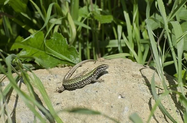 Italian Wall Lizard (Podarcis sicula) introduced species, adult, basking on rock, Folkestone, Kent, England, May