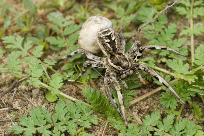 Framed Print : Italian Wolfspider (Lycosa tarentula) adult female, carrying egg sac, Italy, october Framed Print : Italian Wolfspider (Lycosa tarentula) adult female, carrying egg sac, Italy, october