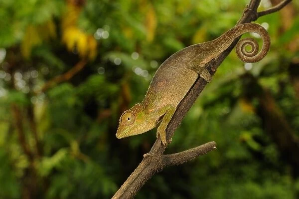 Ituri Chameleon (Kinyongia gyrolepis) adult, clinging to branch, Kahuzi-Biega N. P
