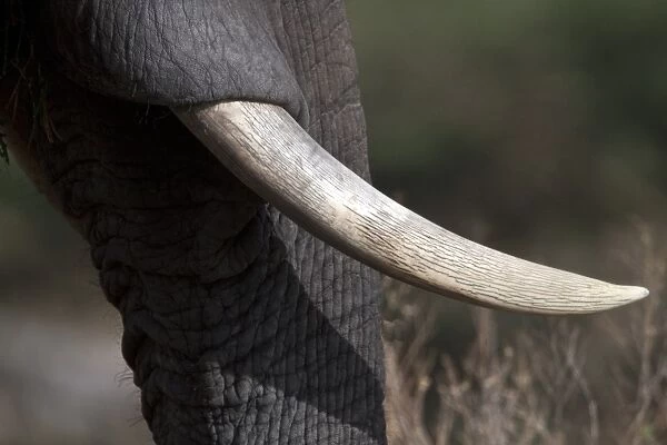 The Ivory tusk of the African Elephant from Botswana