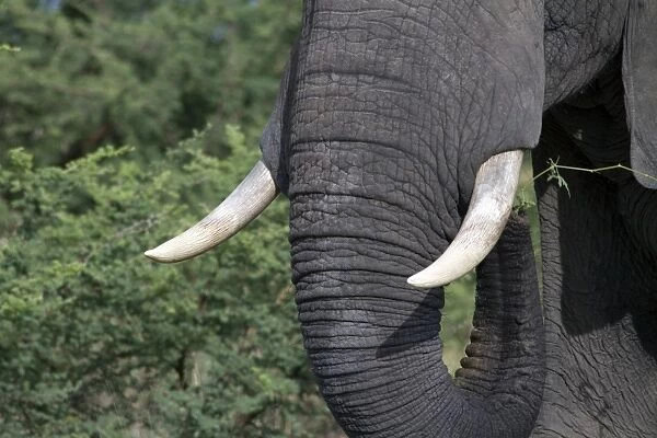 The Ivory tusks of the African Elephant from Botswana