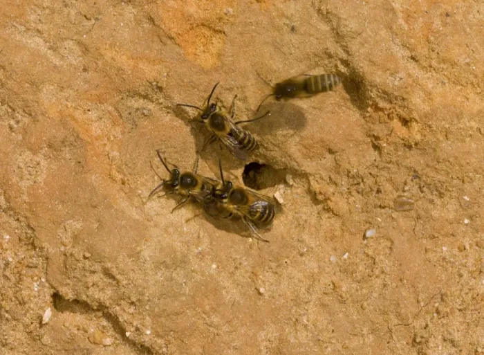 Framed Print : Ivy Bee (Colletes hederae) four adults, at nesthole in cliff, Barton-on-Sea, Hampshire, England, October Framed Print : Ivy Bee (Colletes hederae) four adults, at nesthole in cliff, Barton-on-Sea, Hampshire, England, October