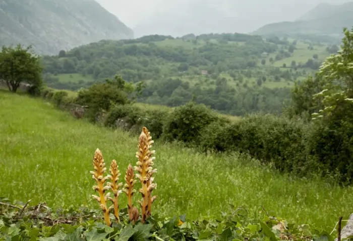 Framed Print : Ivy Broomrape (Orobanche hederae) flowering, parasitic on ivy, growing in upland habitat, Picos de Europa Framed Print : Ivy Broomrape (Orobanche hederae) flowering, parasitic on ivy, growing in upland habitat, Picos de Europa