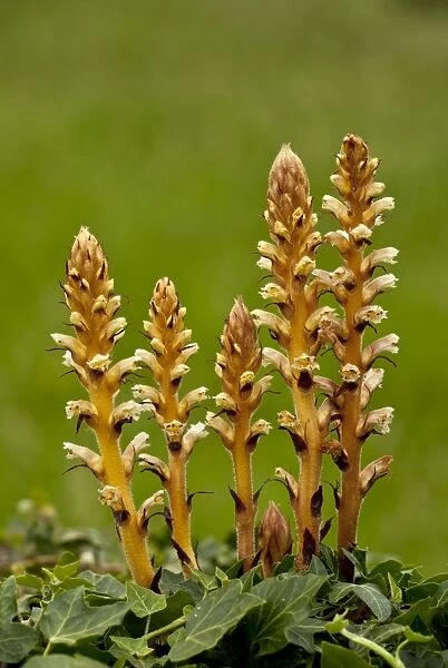 Ivy Broomrape (Orobanche hederae) flowering, parasitic on ivy, Picos de Europa, Cantabrian Mountains, Spain, June