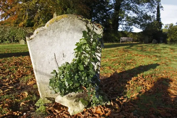 Framed Print : Ivy (Hedera helix) growing on headstone in church graveyard, St. Andrews Church, Wickham Skeith, Suffolk, England Framed Print : Ivy (Hedera helix) growing on headstone in church graveyard, St. Andrews Church, Wickham Skeith, Suffolk, England