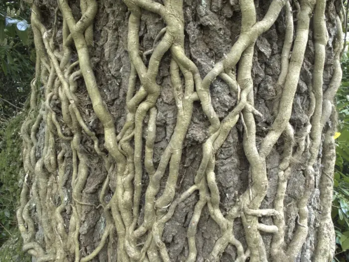Framed Print : Ivy (Hedera helix) roots climbing tree trunk, Devon, England, april Framed Print : Ivy (Hedera helix) roots climbing tree trunk, Devon, England, april