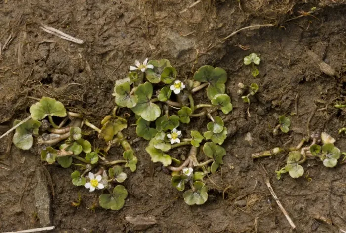 Framed Print : Ivy-leaved Crowfoot (Ranunculus hederaceus) flowering, growing on wet mud, The Burren, County Clare, Ireland, May Framed Print : Ivy-leaved Crowfoot (Ranunculus hederaceus) flowering, growing on wet mud, The Burren, County Clare, Ireland, May