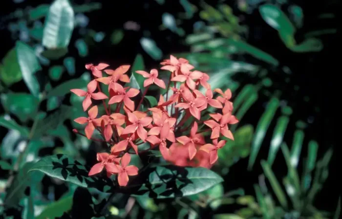 Framed Print : Ixora flowers - Seychelles Framed Print : Ixora flowers - Seychelles