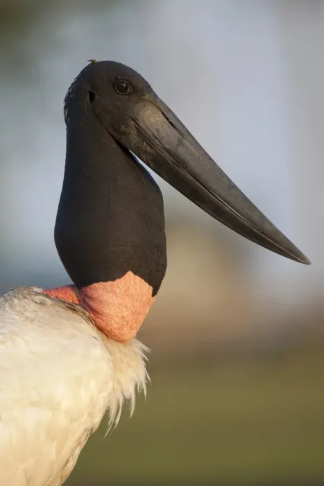 Framed Print : Jabiru (Jabiru mycteria) adult, close-up of head and neck, in evening sunlight, Pantanal, Mato Grosso, Brazil Framed Print : Jabiru (Jabiru mycteria) adult, close-up of head and neck, in evening sunlight, Pantanal, Mato Grosso, Brazil