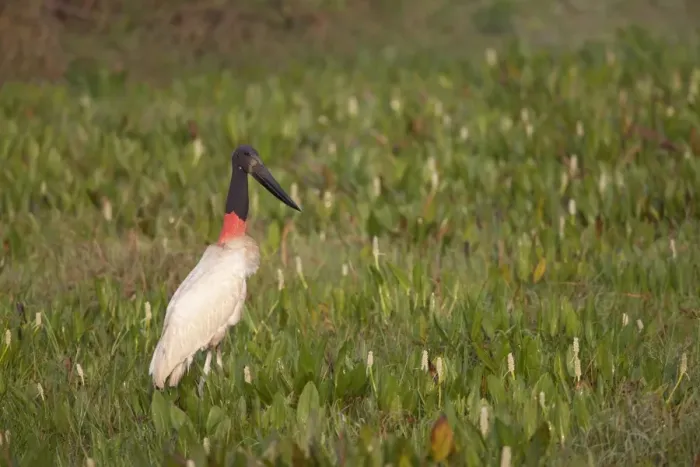 Framed Print : Jabiru (Jabiru mycteria) adult, standing in swamp, Pantanal, Mato Grosso, Brazil