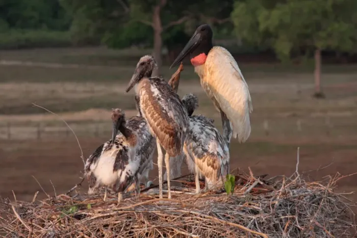 Framed Print : Jabiru (Jabiru mycteria) adult with four chicks at nest, Pantanal Wildlife Centre, Mato Grosso, Brazil, september Framed Print : Jabiru (Jabiru mycteria) adult with four chicks at nest, Pantanal Wildlife Centre, Mato Grosso, Brazil, september