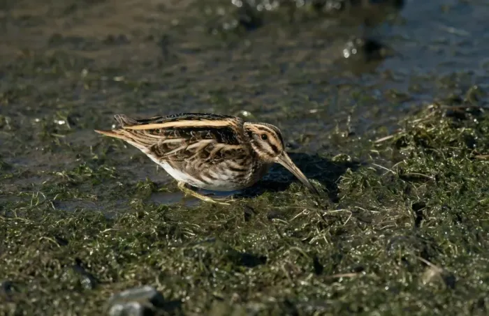 Framed Print : Jack Snipe (Lymnocryptes minimus) adult, feeding on wetland, Merseyside, England, October Framed Print : Jack Snipe (Lymnocryptes minimus) adult, feeding on wetland, Merseyside, England, October