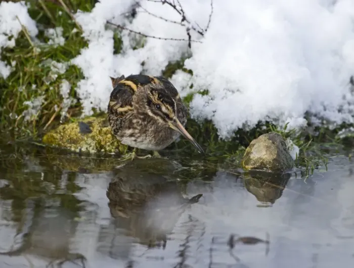 Framed Print : Jack Snipe (Lymnocryptes minimus) adult, standing on snow covered bank of pond, Salthouse, Norfolk, England, december