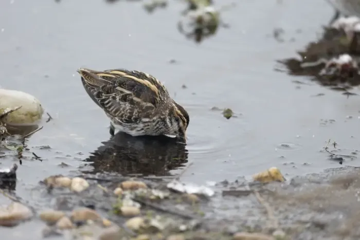 Framed Print : Jack Snipe (Lymnocryptes minimus) adult, feeding in shallow water during snowfall, Warwickshire, England, March