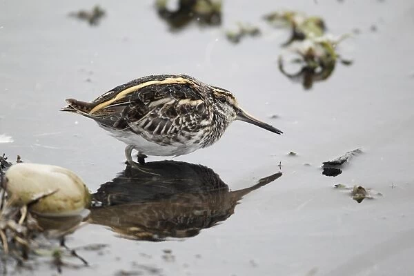 Jack Snipe (Lymnocryptes minimus) adult, crouching in shallow water during snowfall, Warwickshire, England, March