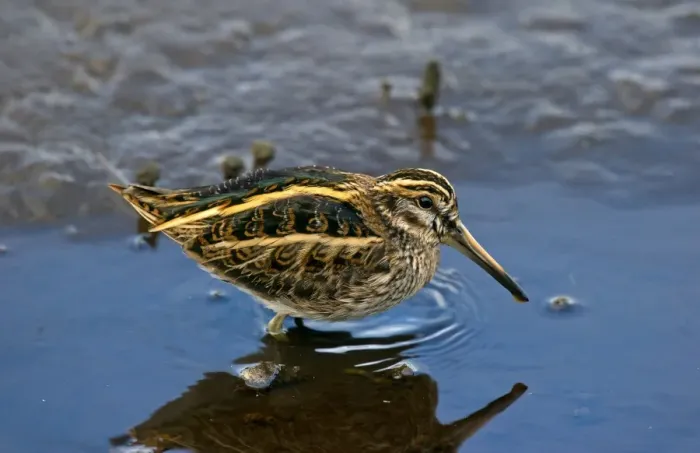 Framed Print : Jack Snipe (Lymnocryptes minimus) adult, standing in shallow water, Isles of Scilly, England, October