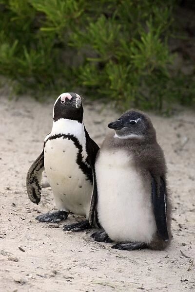 Jackass Penguin (Spheniscus demersus) adult with young, standing on beach, Boulders Beach, Simonstown, Western Cape