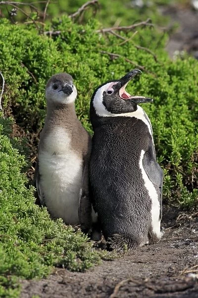 Jackass Penguin (Spheniscus demersus) adult with young, standing amongst vegetation on beach, Stony Point, Bettys Bay