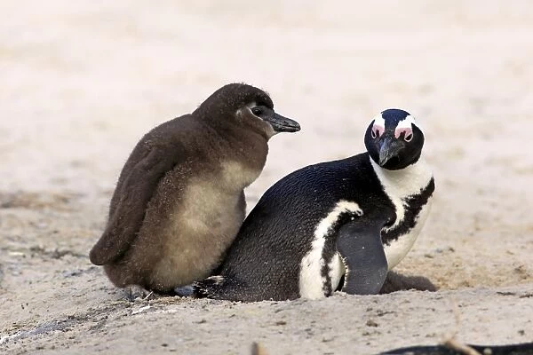 Jackass Penguin (Spheniscus demersus) adult with young, at nest, Boulders Beach, Simonstown, Western Cape