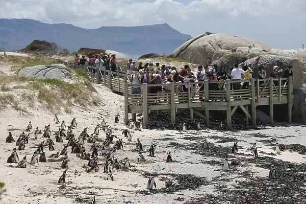 Jackass Penguin (Spheniscus demersus) adults with chicks, colony on beach with tourists watching from boardwalk, Boulders Beach, Simon's Town, Western Cape, South Africa