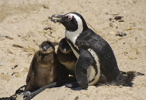 Jackass Penguin (Spheniscus demersus) adult with chicks, sitting on sand, Boulders Beach, Simons Town, Western Cape