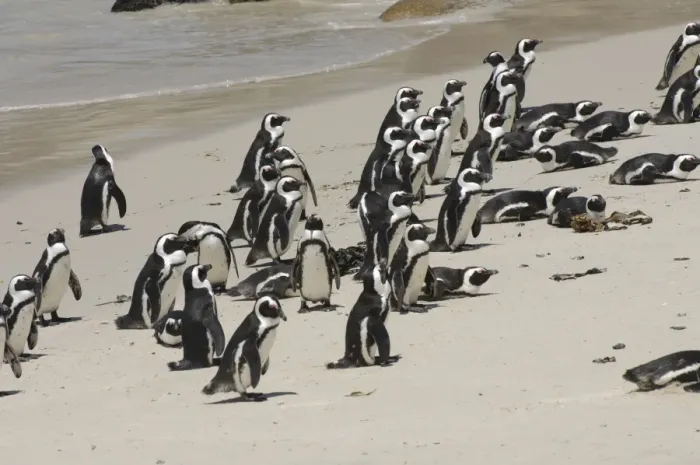 Framed Print : Jackass Penguin (Spheniscus demersus) aduls, colony on sandy beach, Boulders Beach, Simon's Town, Western Cape, South Africa