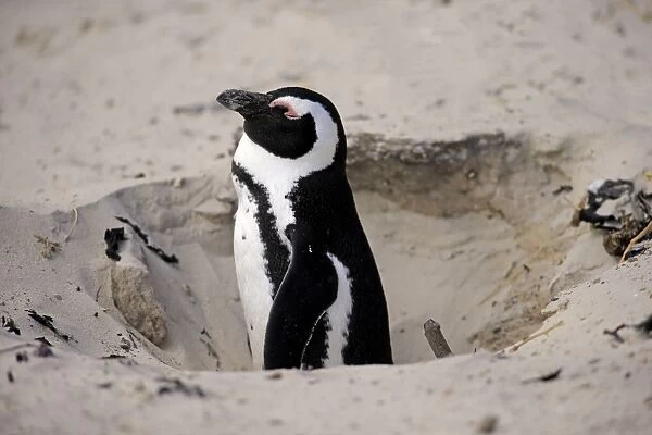 Jackass Penguin (Spheniscus demersus) adult, at nesting burrow entrance in sand, Boulders Beach, Simonstown