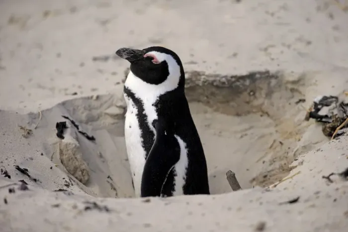 Framed Print : Jackass Penguin (Spheniscus demersus) adult, at nesting burrow entrance in sand, Boulders Beach, Simonstown Framed Print : Jackass Penguin (Spheniscus demersus) adult, at nesting burrow entrance in sand, Boulders Beach, Simonstown