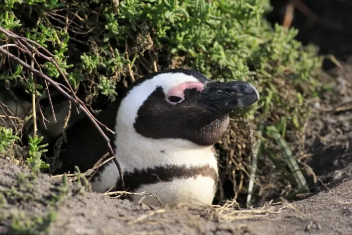 Framed Print : Jackass Penguin (Spheniscus demersus) adult, at nesting burrow entrance, Stony Point, Bettys Bay, Western Cape Framed Print : Jackass Penguin (Spheniscus demersus) adult, at nesting burrow entrance, Stony Point, Bettys Bay, Western Cape