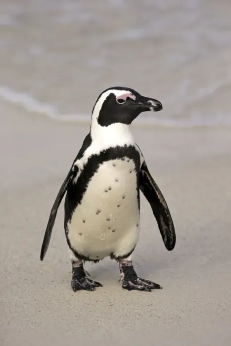 Framed Print : Jackass Penguin (Spheniscus demersus) adult, walking on beach, Boulders Beach, Simonstown, Western Cape, South Africa Framed Print : Jackass Penguin (Spheniscus demersus) adult, walking on beach, Boulders Beach, Simonstown, Western Cape, South Africa