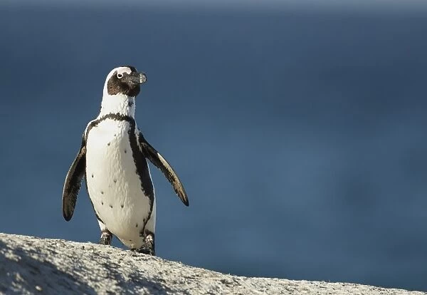Jackass Penguin (Spheniscus demersus) adult, standing on coastal rock, Simonstown, Western Cape Province, South Africa