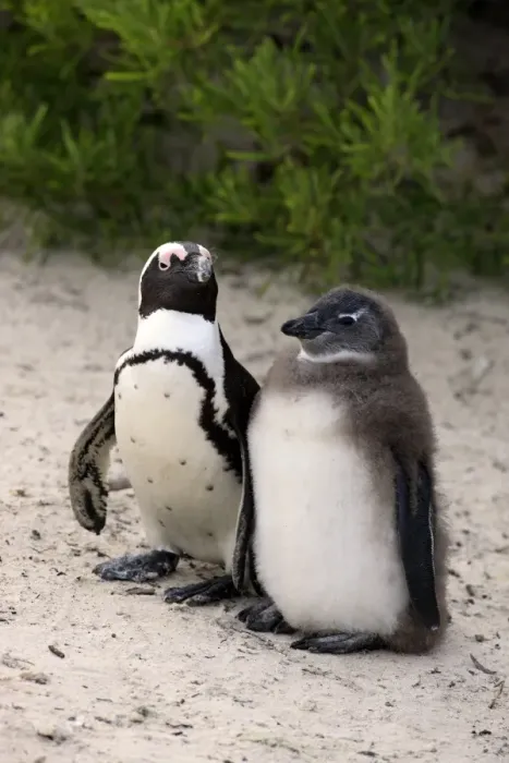 Framed Print : Jackass Penguin (Spheniscus demersus) adult with young, standing on beach, Boulders Beach, Simonstown, Western Cape