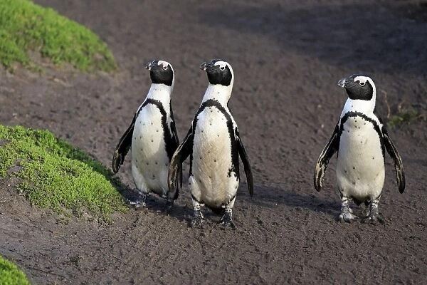Jackass Penguin (Spheniscus demersus) three adults, standing on beach, Stony Point, Bettys Bay, Western Cape