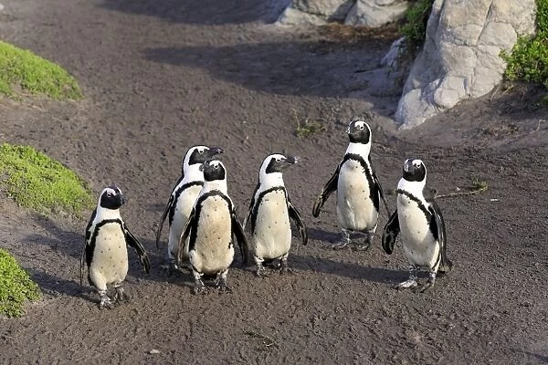 Jackass Penguin (Spheniscus demersus) six adults, standing on beach, Stony Point, Bettys Bay, Western Cape