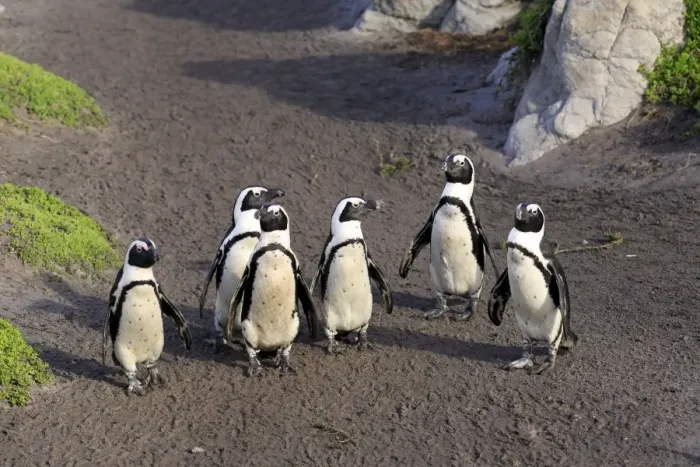 Framed Print : Jackass Penguin (Spheniscus demersus) six adults, standing on beach, Stony Point, Bettys Bay, Western Cape Framed Print : Jackass Penguin (Spheniscus demersus) six adults, standing on beach, Stony Point, Bettys Bay, Western Cape