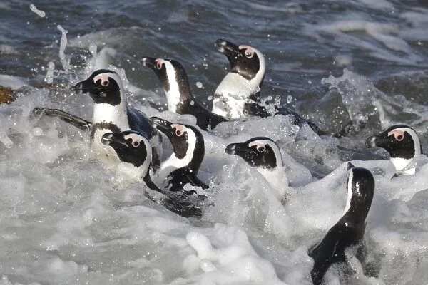 Jackass Penguin (Spheniscus demersus) adults, group swimming in surf, Bettys Bay, Western Cape, South Africa, September