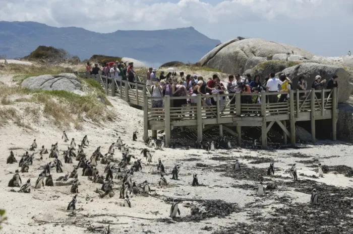Framed Print : Jackass Penguin (Spheniscus demersus) adults with chicks, colony on beach with tourists watching from boardwalk, Boulders Beach, Simon's Town, Western Cape, South Africa