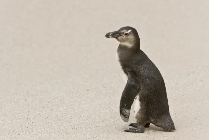 Framed Print : Jackass Penguin (Spheniscus demersus) juvenile, standing on beach, Boulders Beach, Simonstown, Western Cape Province Framed Print : Jackass Penguin (Spheniscus demersus) juvenile, standing on beach, Boulders Beach, Simonstown, Western Cape Province